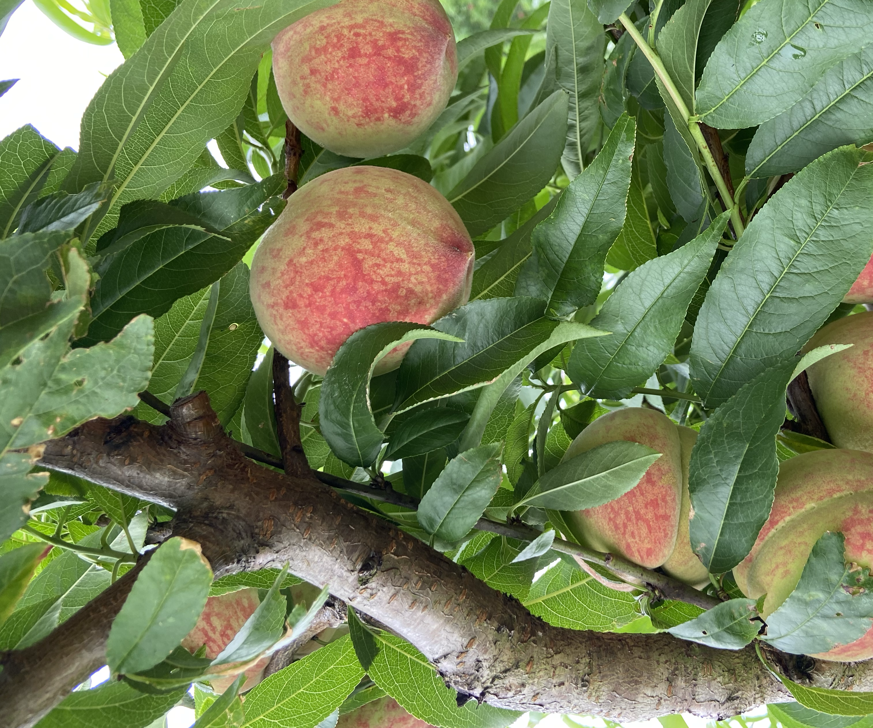 国庆黄金蜜黄油桃树挂果特写