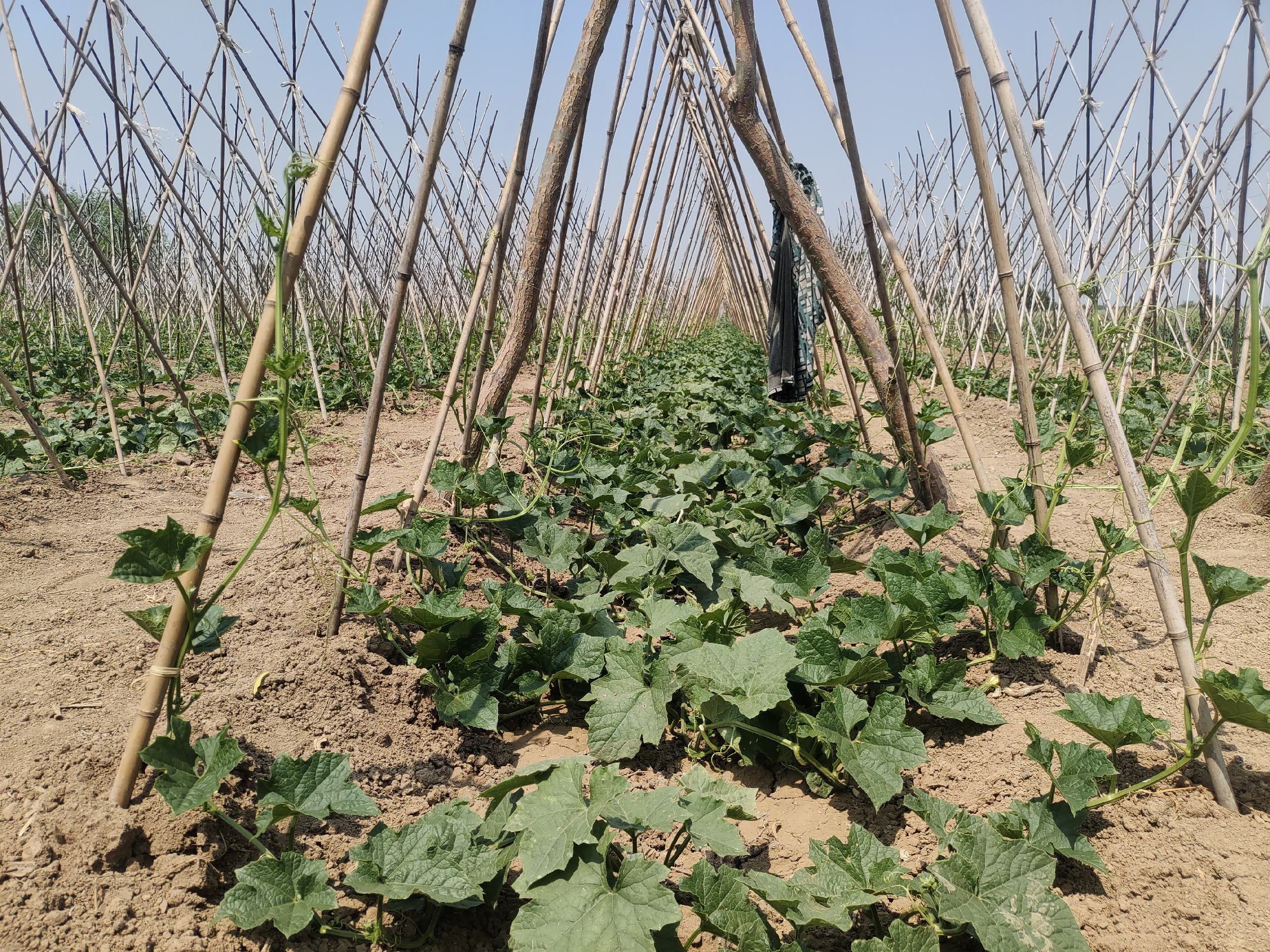 丝瓜盆栽使用竹竿搭建的立体支架结构,帮助藤蔓攀爬生长 丝瓜盆栽搭架效果