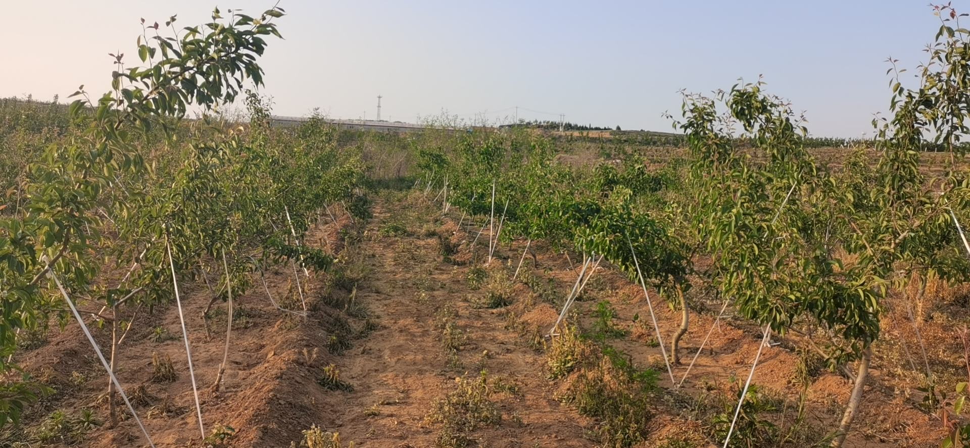 无人机俯拍视角:初秋时节的莱阳市冯格庄街道西赵疃村莱阳梨一支笔数字果园,整齐排列的矮化Y形栽培梨树行列分明,滴灌带清晰可见,田间物联网传感器立杆与太阳能板闪烁,远处五龙河蜿蜒流过,背景为胶东丘陵浅金色山峦,画面右下角叠加地理标志专用标识和‘莱阳梨一支笔’烫金字样 莱阳梨一支笔数字果园航拍全景