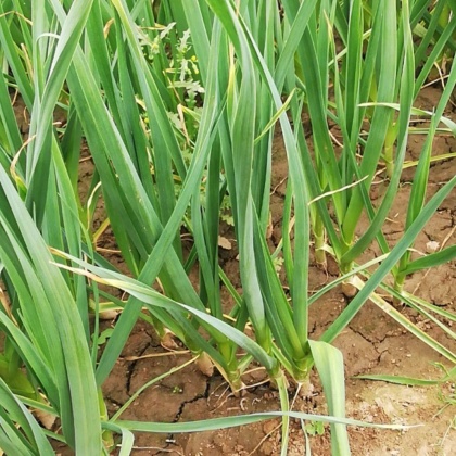 临洮县一点红蒜苗价格行情走势 - 一亩田