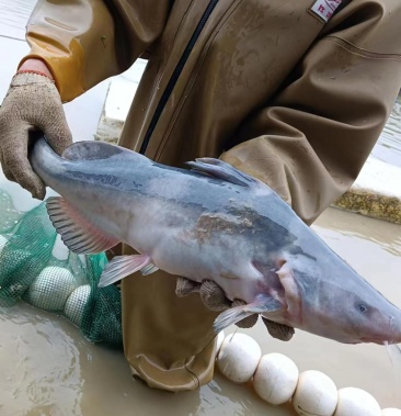 [鮰鱼批发]长吻鮰江团鱼价格14.00元/斤 - 一亩田