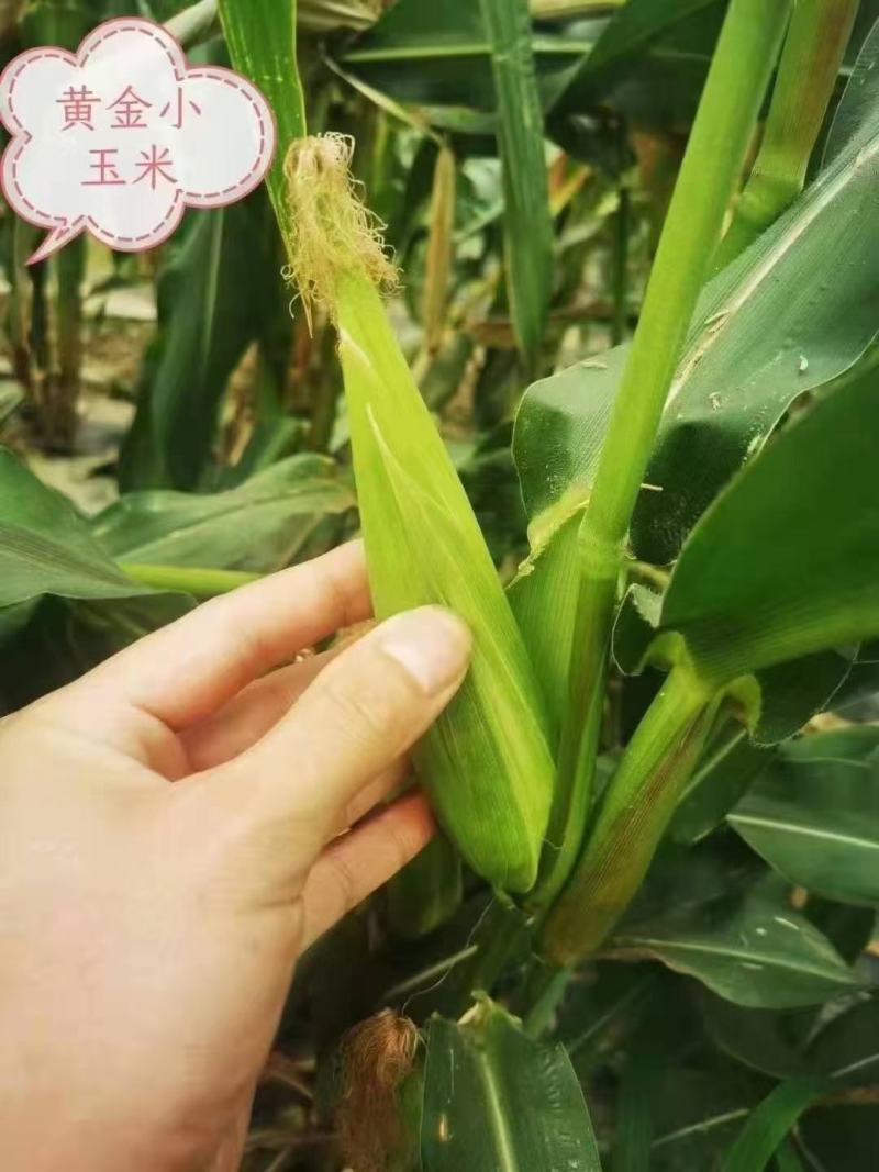 黄金小玉米基地直发