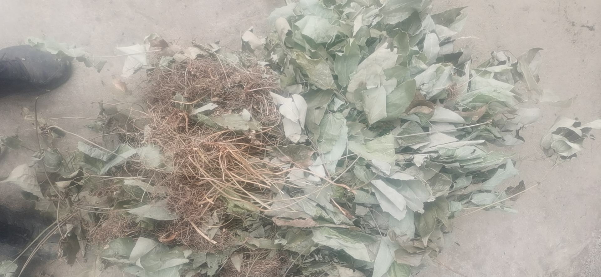 葛根与淫羊藿泡水材料展示