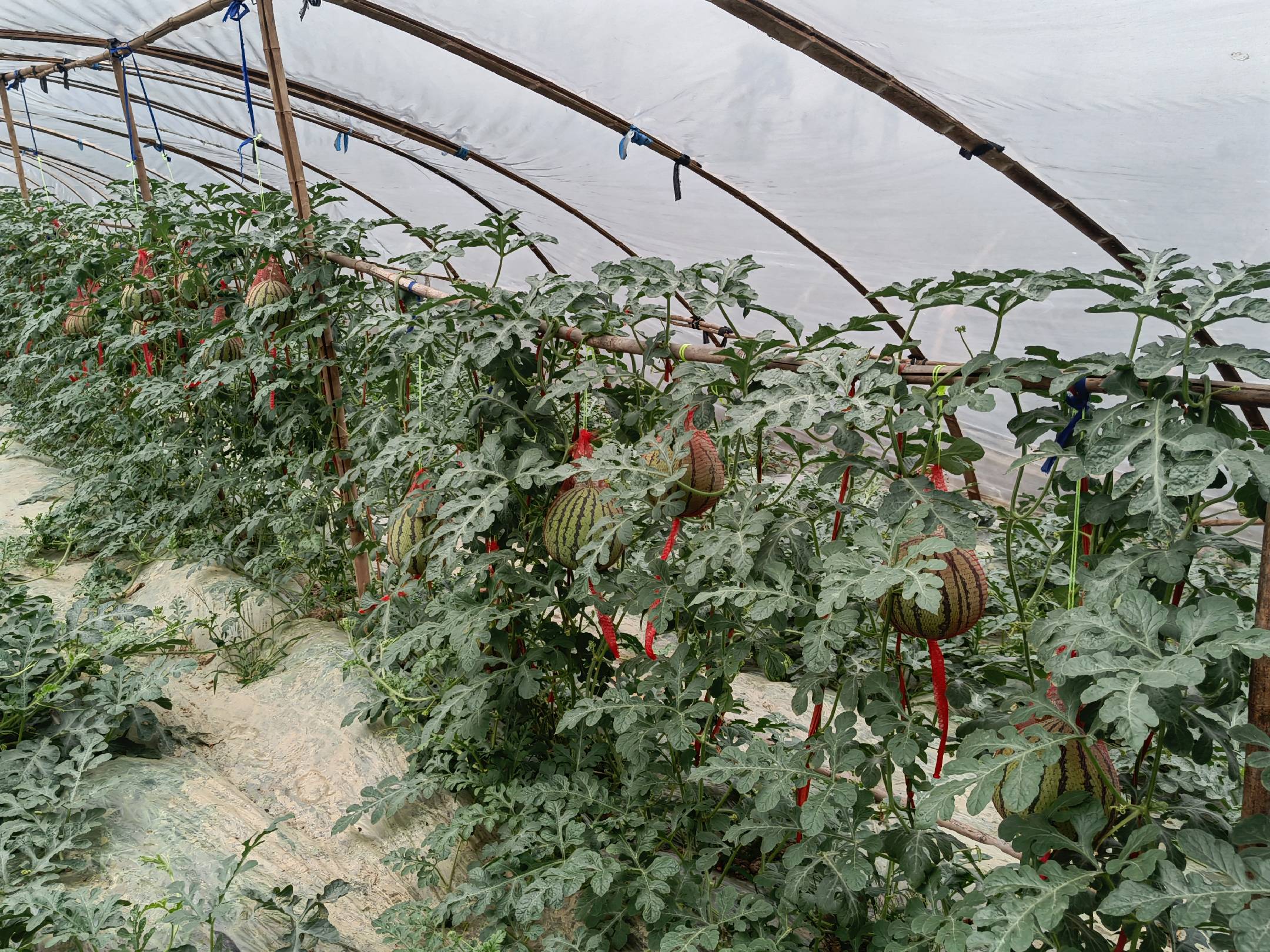 早佳8424西瓜大棚吊蔓栽培实景图