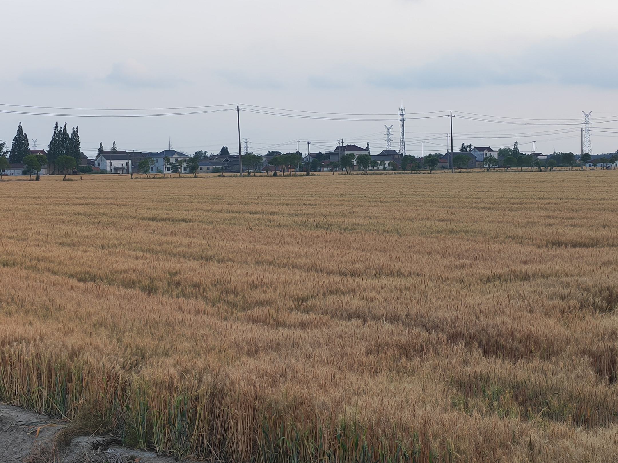 小麦田丰收景象