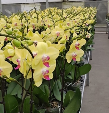 [兰花批发]富乐夕阳价格20.00元/棵 - 一亩田