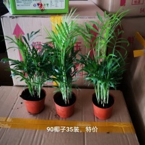 90规格椰子35装一箱，特价2.2元一盆实物实拍图发货标