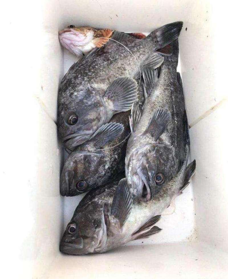 黑裙鱼(黑头鱼)