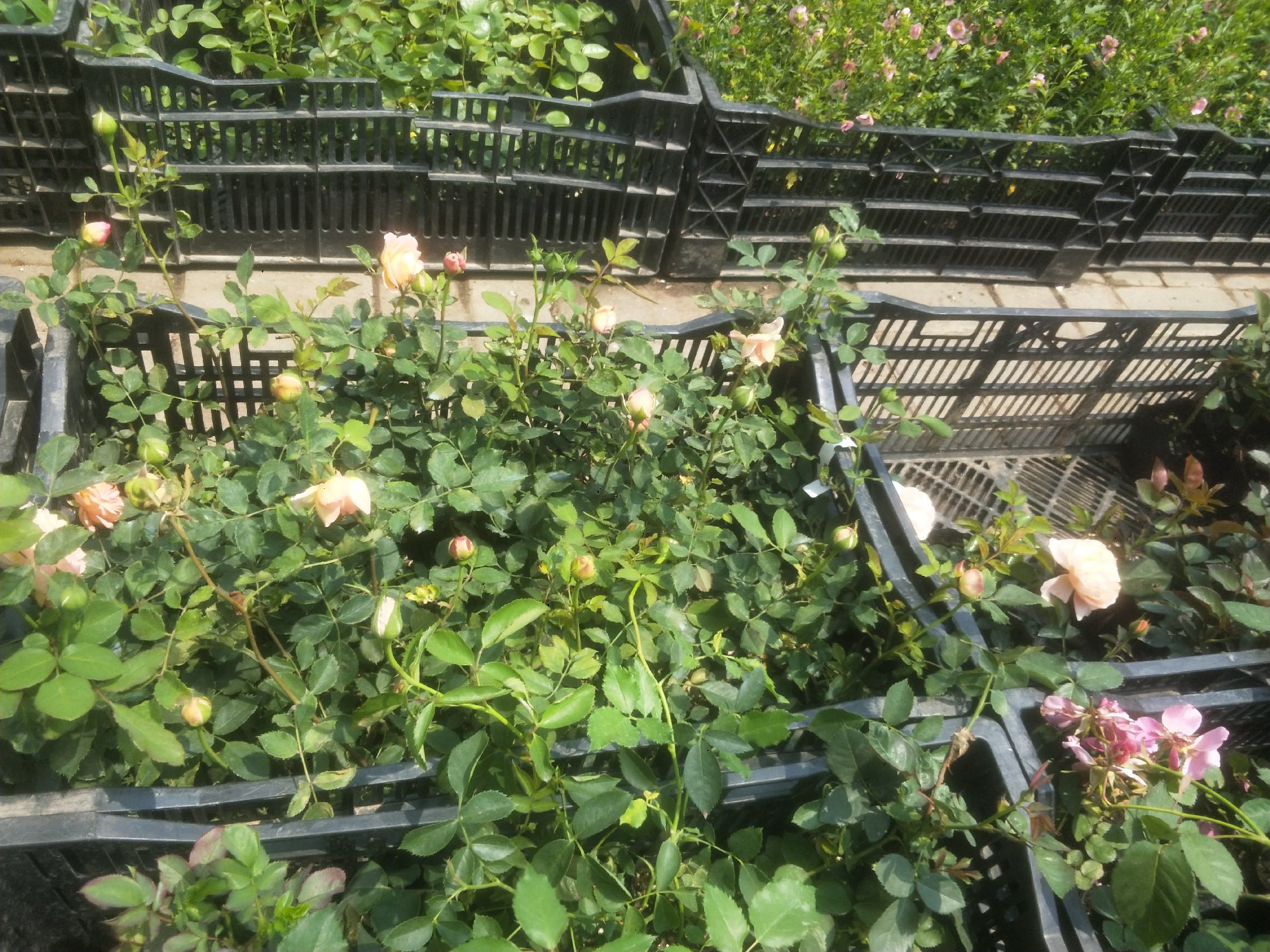 ‘安吉拉’藤本月季苗圃种植图