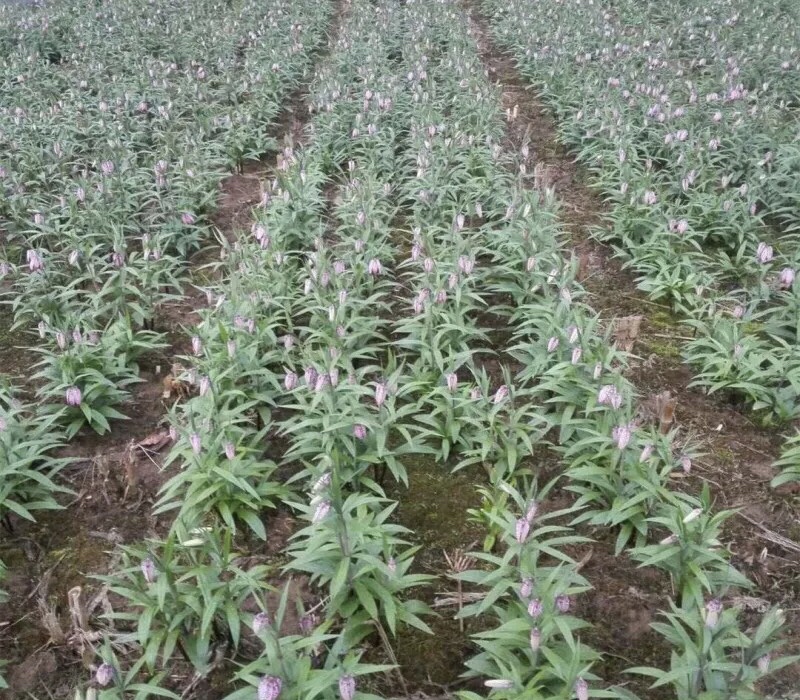 川贝母植株生长于高山草甸环境,叶片细长,花呈钟状紫色;旁边摆放浅棕色、瓣状分裂的干燥川贝母鳞茎,表面有明显环纹,质地坚硬,背景为高原自然地貌 川贝母原植物及干燥鳞茎特写