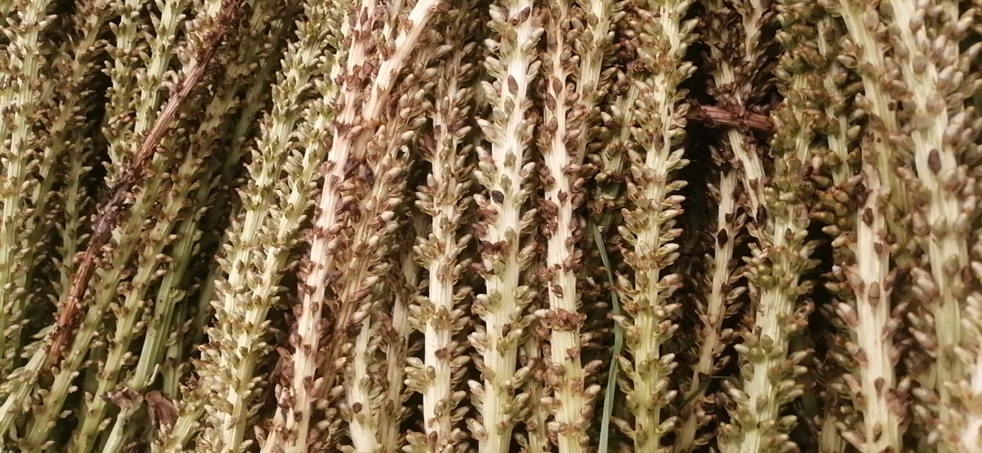 车厘子树干与叶片特写