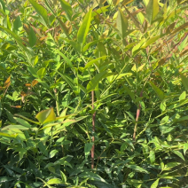 南天竹地栽苗高度30公分至50公分基地自产自销货源充足。