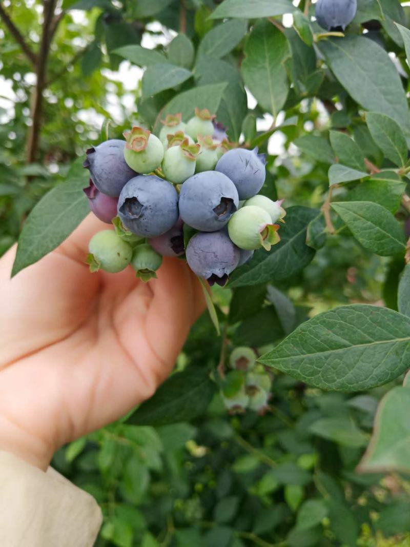 贵州蓝莓现摘口感新鲜