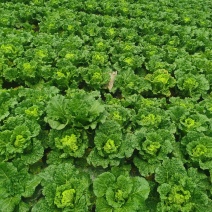 贵州安顺麻叶菜大量上市
