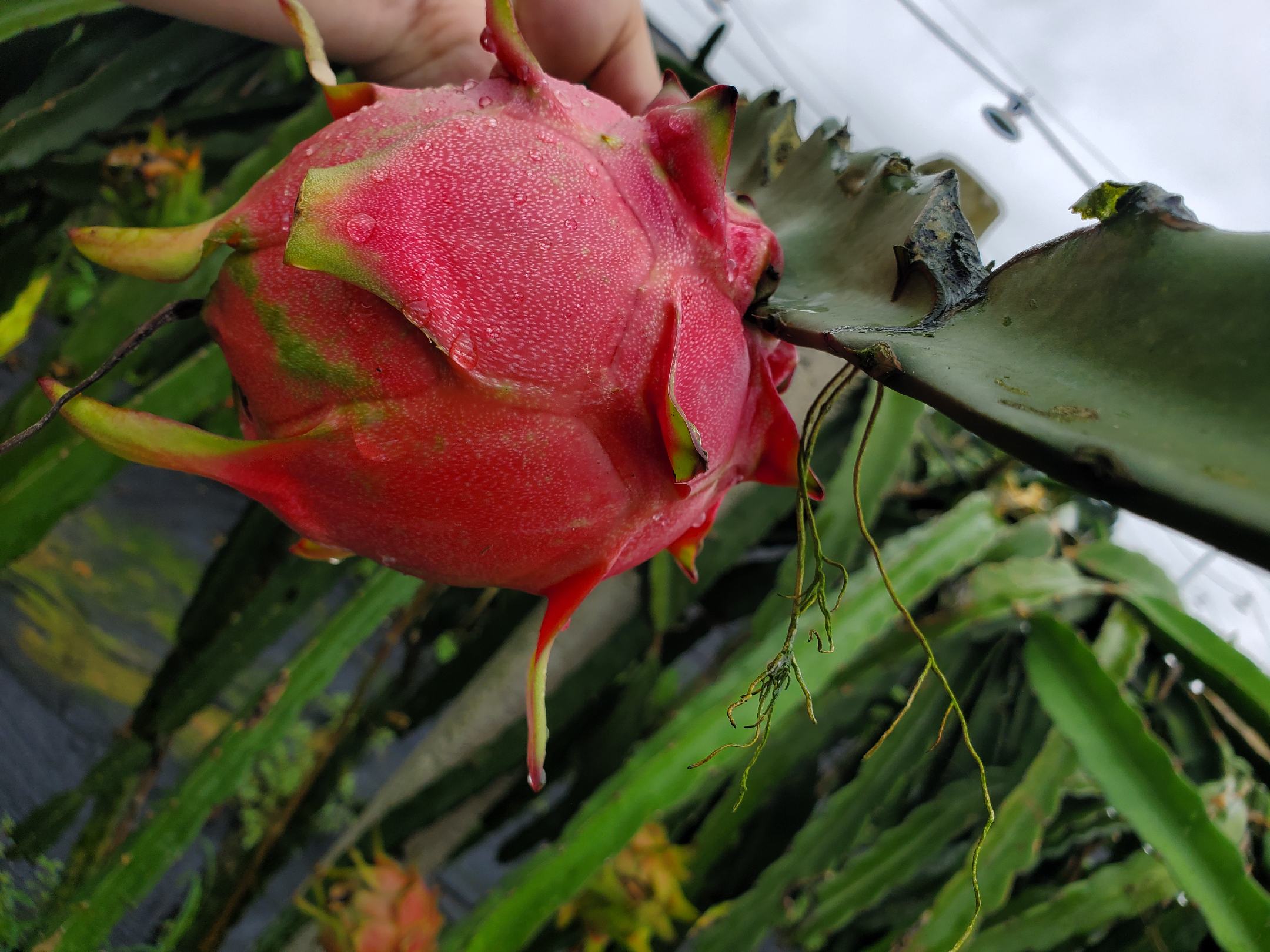 红心与白心火龙果横切对比特写