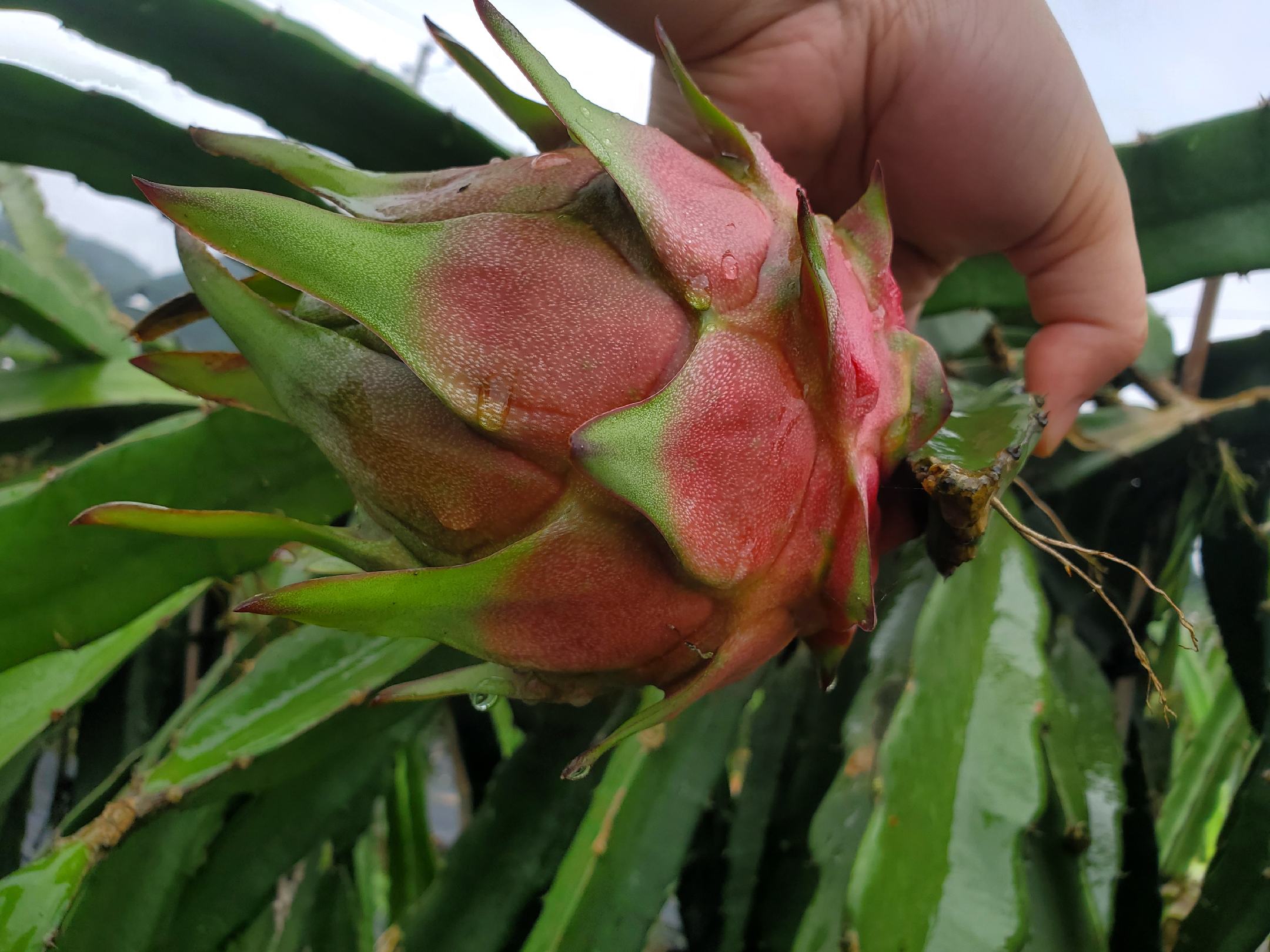 火龙果冰棍脱模成品展示图