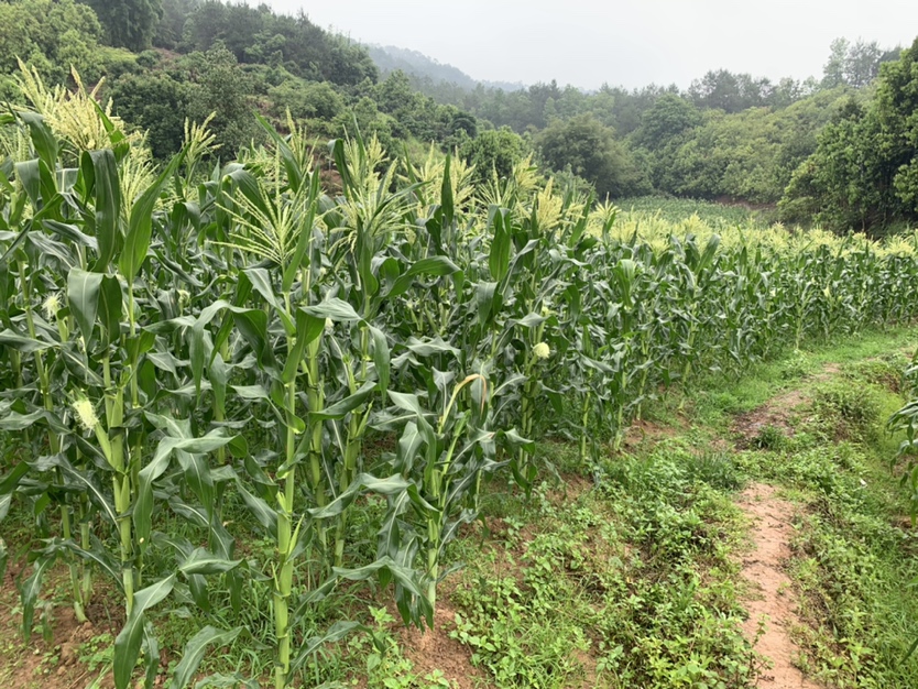 拇指玉米采摘场景