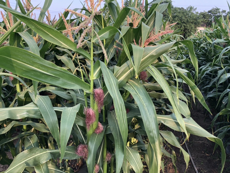 田间甜玉米与普通玉米对比图