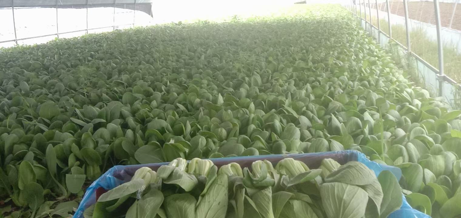 高清微距摄影:左侧为翠绿饱满的上海青油菜(叶片厚实、叶脉清晰、无黄斑),右侧为新鲜双孢蘑菇(菌盖圆润紧实、表面干燥有细绒、菌褶洁白未开伞、菌柄短粗无褐变),背景为竹制沥水篮,体现当季优质农产品本真状态 油菜与双孢蘑菇新鲜原料特写