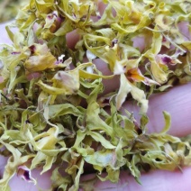 石斛花铁皮石斛花干石斛花鼓槌石斛花产地一手货源新货