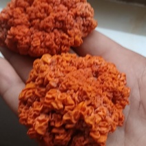 食用菌金耳