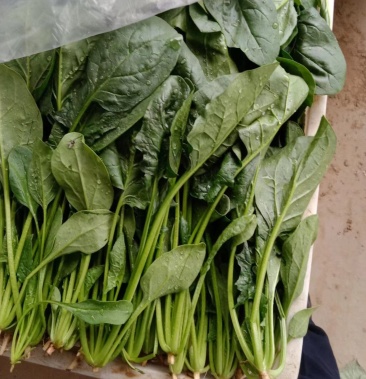 [菠菜批发]菠菜价格1.50元/斤 - 一亩田