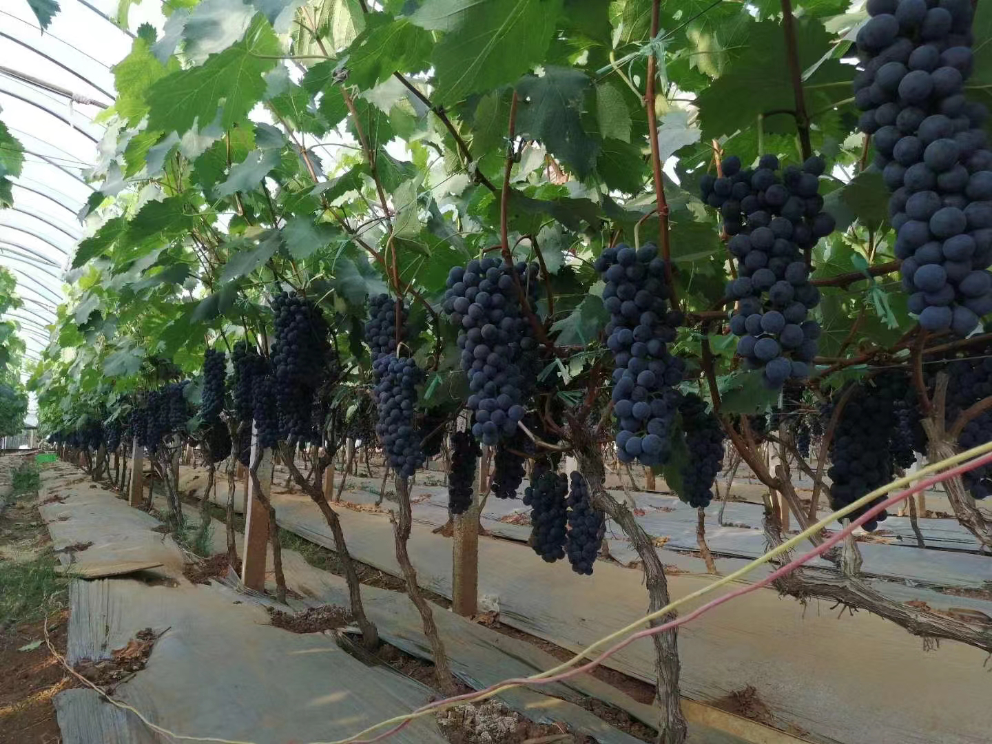 81团夏黑葡萄种植基地航拍图