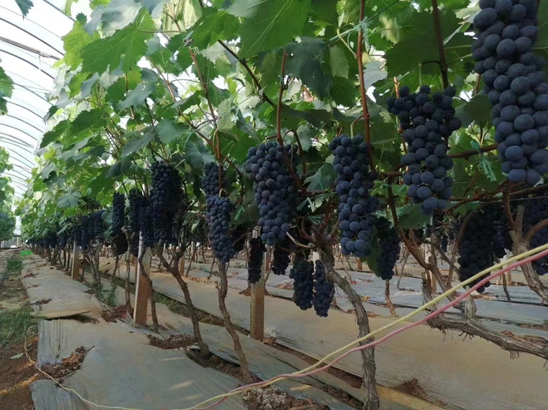 夏黑葡萄硬核期叶面喷肥作业