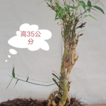 小叶簕竹怪桩