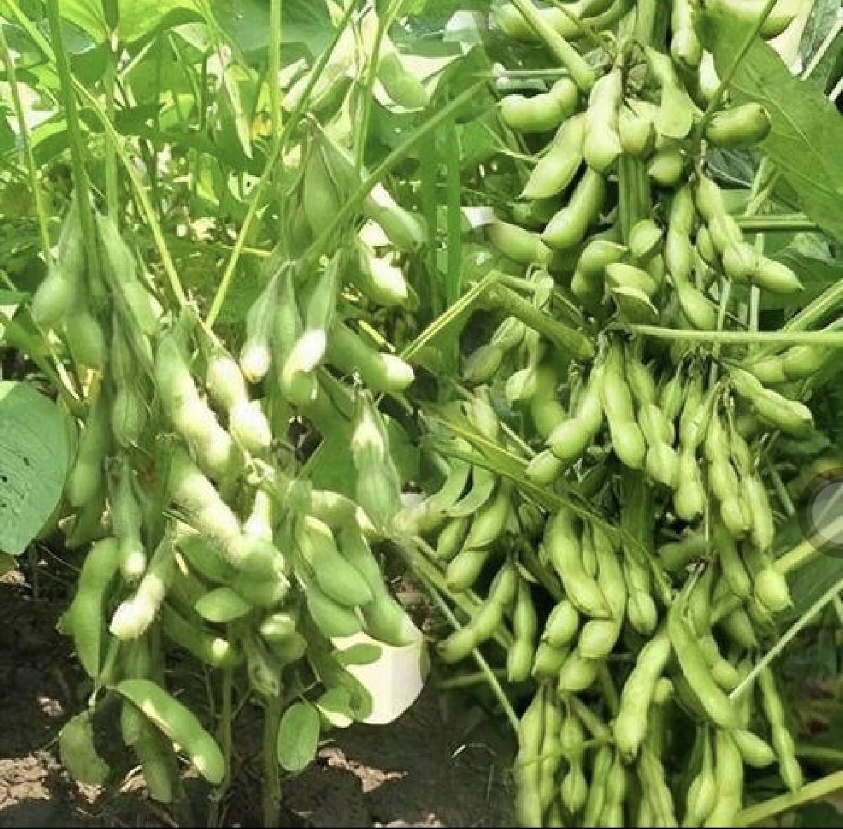 展示秋大豆从出苗到成熟各个阶段的生长状态 秋大豆不同生育期示意图