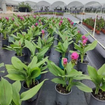 1加仑姜荷花12装
