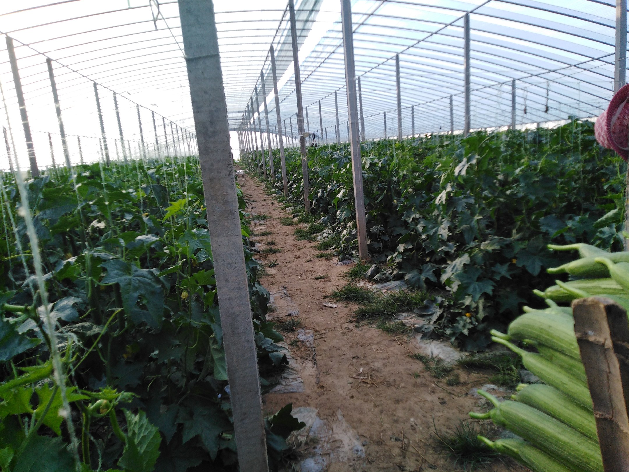 丝瓜大棚种植环境示意图