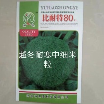 比耐特80西兰花种子花球馒头型花蕾中红商品性强1300克