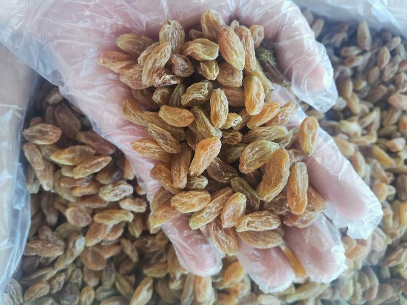 北京王葡萄干黄大颗粒一百克150粒无坏果颜色好看