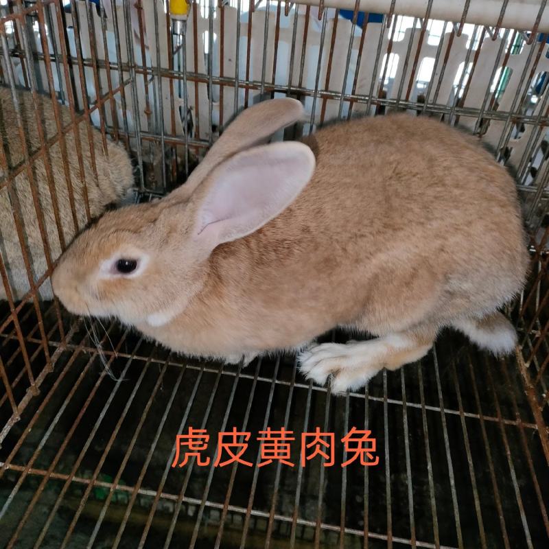 虎皮黄肉兔