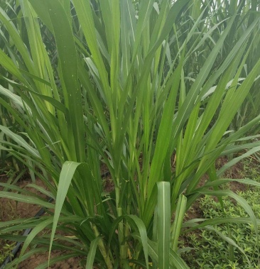 [甜象草批發]金牧糧草多年生牧草,抗旱耐澇耐旱耐熱價格0.