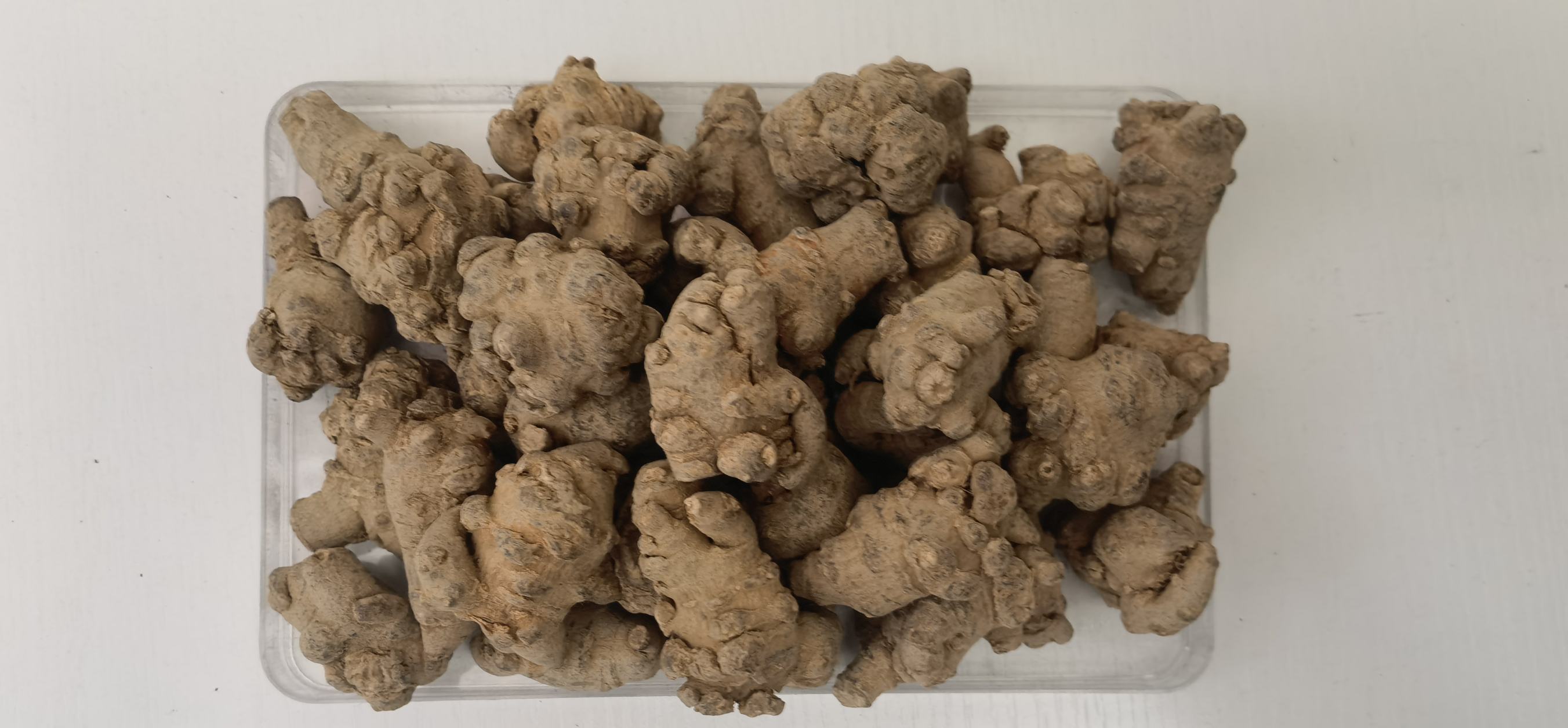 三七和生姜的植物形态对比图