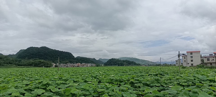 白莲藕田全景图