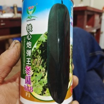 冬瓜苗，基地直供青皮冬瓜，精品种植育苗穴盘苗