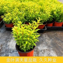 常绿灌木耐寒金叶满天星盆栽金叶红宝石多年生花镜植物易活