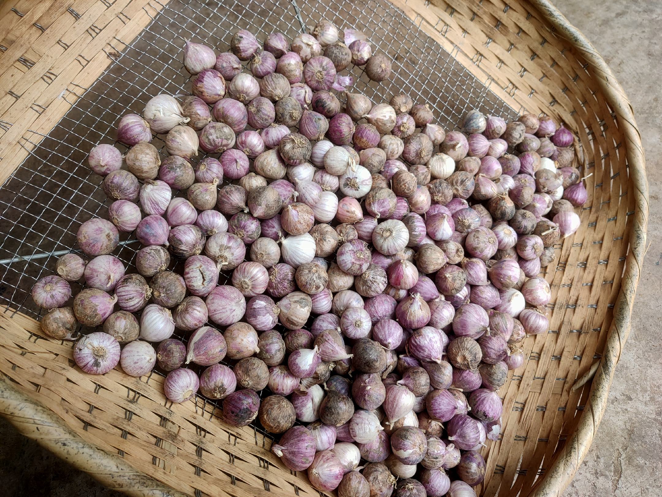 独头蒜不同规格对比图