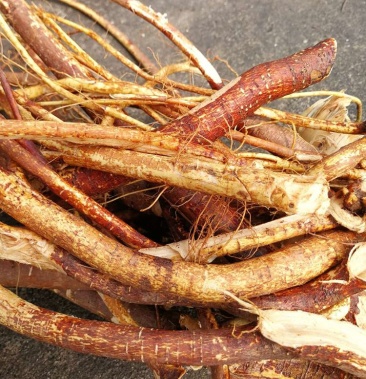 [五指毛桃批发]五指毛桃根价格10.00元/斤 - 一亩田