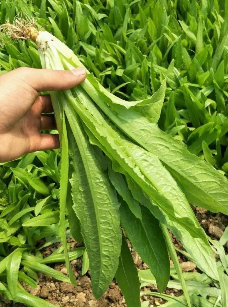 精品油麦菜大量上市,产地直发,新鲜采摘,欢迎各地商客联系