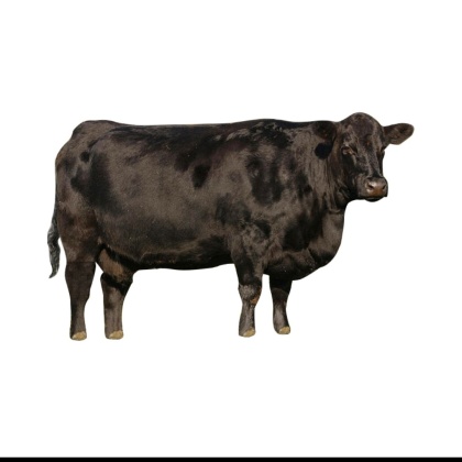 安格斯牛价格行情