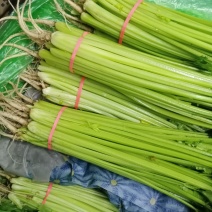 应季芹菜长期有货正品保障