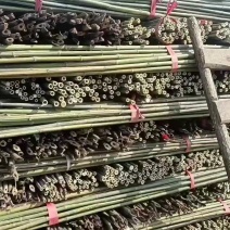 菜架竹南竹麻竹大批量供应优质各种大小竹子