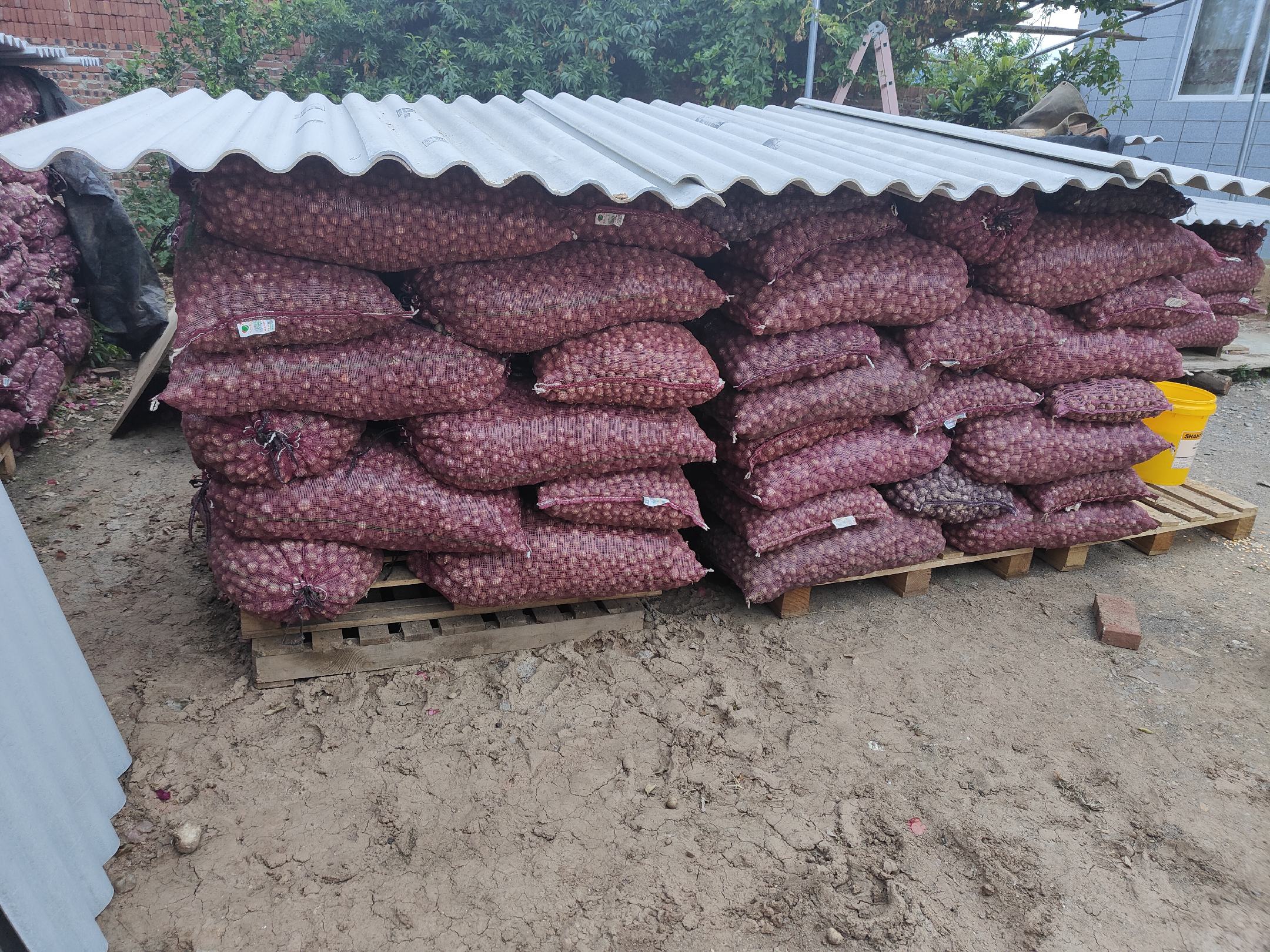 展示几种家庭保存独头蒜的方法,包括悬挂晾干、放入网袋和冷藏保存 独头蒜与蒜苔的保存方式示意图