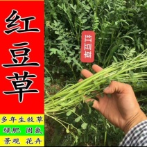红豆草种子驴食豆青饲牧草林田果园绿肥固氮景观花卉