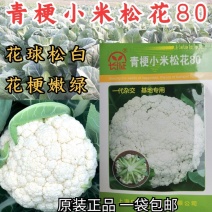 小米松花80松花菜种子80天青梗松花菜有机菜花种子花菜