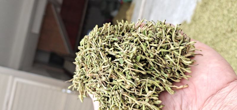 四季金银花的花期